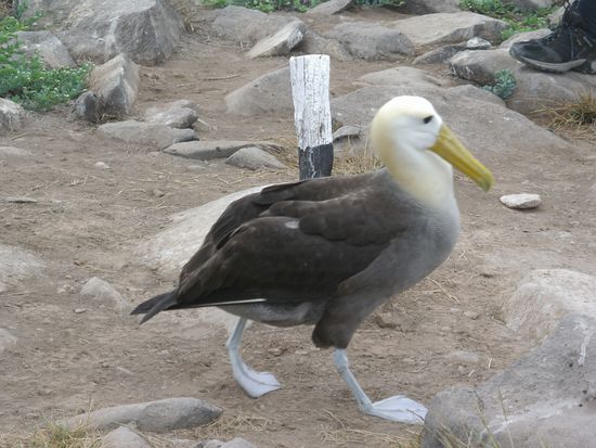 Ein Albatross auf seiner Startbahn! Er rennt ueber eine lange Strecke um ueberhaupt abheben zu koennen. Ein ganz spannendes Spektakel.