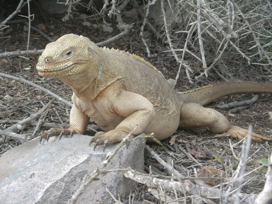 Ein starrer Santa Fé Landleguan (kein Plastikspielzeug).