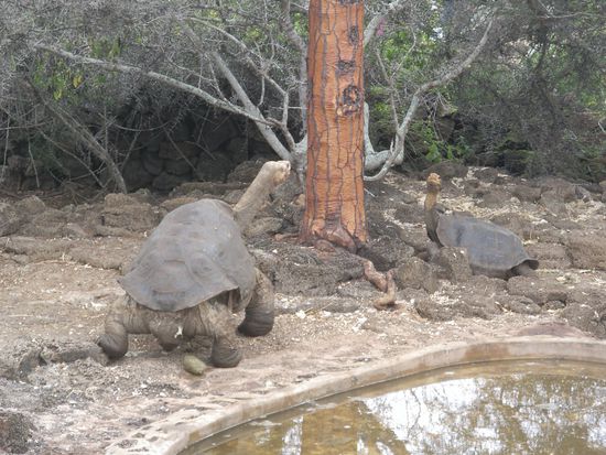 Armer Kerl (li)... Der hat mir richtig leid getan. Er ist der letzte seines Stamms und ist impotent! Das ist ein hartes Schicksal...