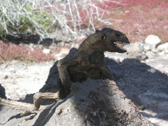 ... und Tod.
(Das ist "NATURAL SELECTION", wie unser Guide ganz trocken bemerkte).