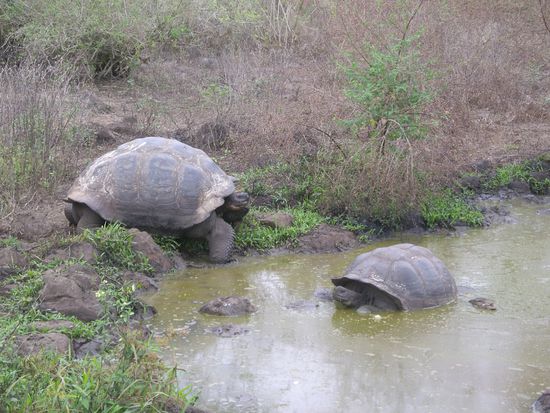 Maennchen (li), schmutzig und Weibchen (re), sauber .