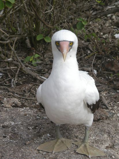 Ein Maskierter Toelpel...