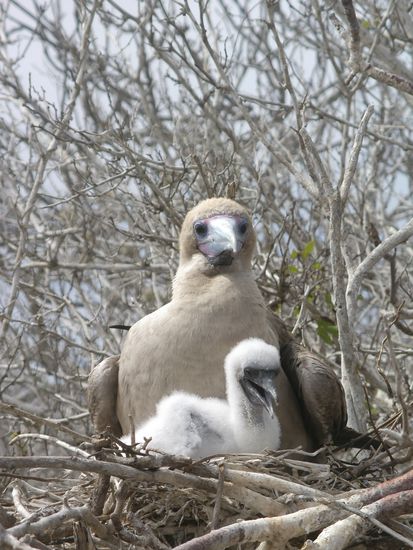 ... zwei Rotfusstoelpel...