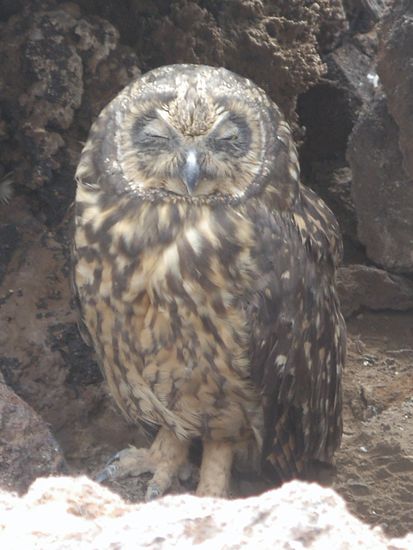 ... und schliesslich eine kleine Eule (nur etwa 20 cm hoch).