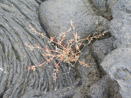 ... und ab und zu wieder ein kleiner Lebenskuenstler, der mit nur wenig Wasser auskommt. Unglaublich!