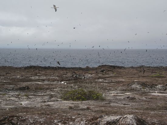 Schwarze Punkt = Voegel!