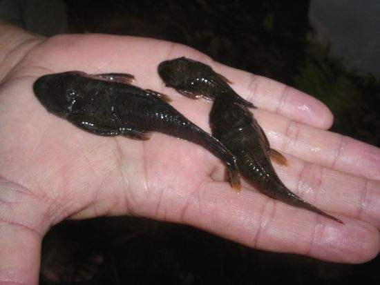 Zum Beispiel Fische aus dem Fluss, gefangen ohne Netz...