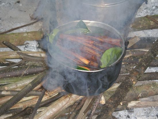 Die kochenden Ayahuascawurzel