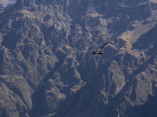 El Condor pasa...
Schwierig den Kerl fliegend abzulichten, ich sag's euch, obwohl er gross ist und eine Spannweite von bis zu 3 Metern haben kann!