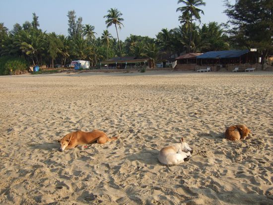 Schlafende Hunde am Patnem Beach