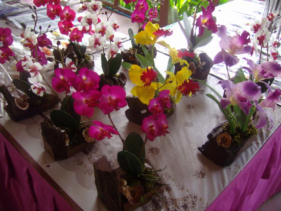 als niedliche Pflanze auf einem Holzstück . . .