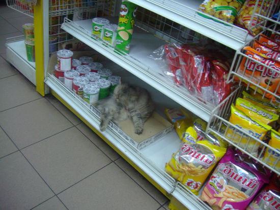 Katzenschlafplatz im Chipsregal