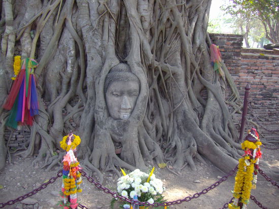 Buddha-Kopf im Baum eingewachsen.