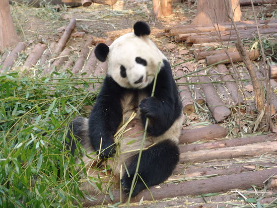 in der Pandabärenaufzuchtstation