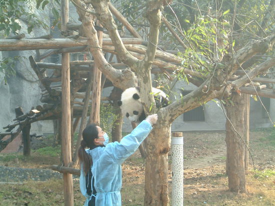 Pandababy mit seiner Betreuerin