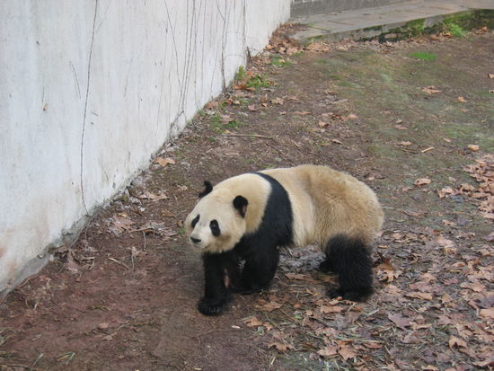 ein Pandabär
