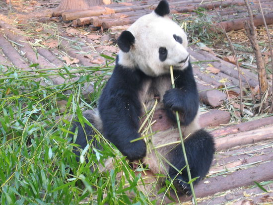 ein Pandabär