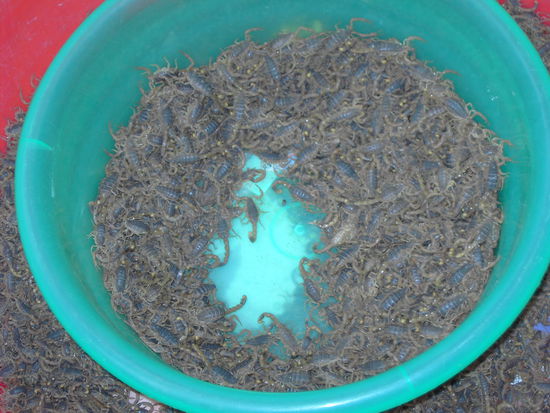 Skorpione auf dem Qingping Freimarkt