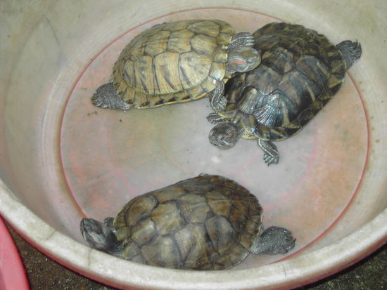 Schildkröten auf dem Qingping Freimarkt