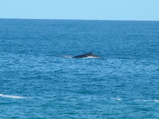 einer unserer geliebten Waale