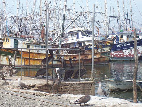 "Pelicanos" im Hafen von Mazatlan