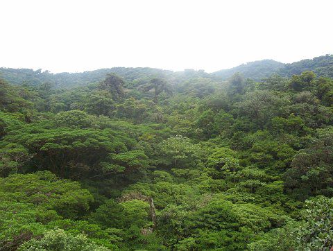 Nebelwald in Monteverde