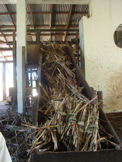 Anlieferung des Zuckerrohrs