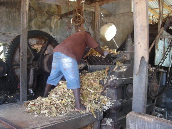 Auspressen des Zuckerrohrs