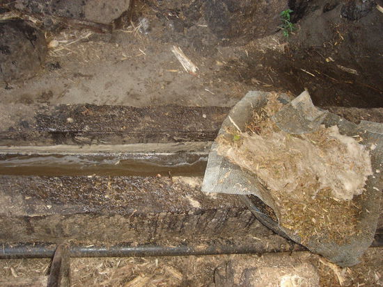 Der Zuckersaft auf dem Weg ins Sudhaus (Alles sehr sauber!)