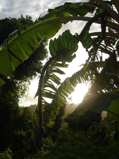 Leckere Bananen! Dafuer lohnt es sich schon mal den Anschluss zu verpassen.
