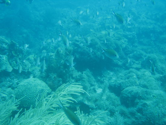So viele Fische auf einmal!