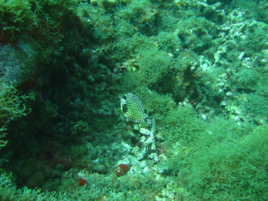 Fische in bunt ...