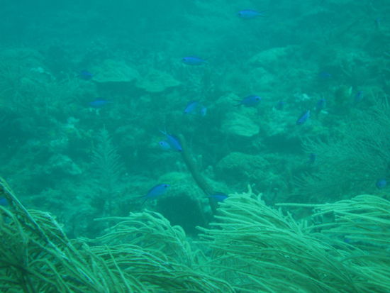 Wieder mal blaue Fische.
