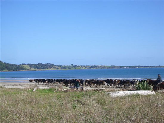 on the way to the East Cape -
diese Kuehe habens gut, die duerfen auch mal an den Strand )