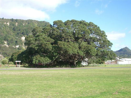 Te Araroa - biggest Pohukatawa Tree