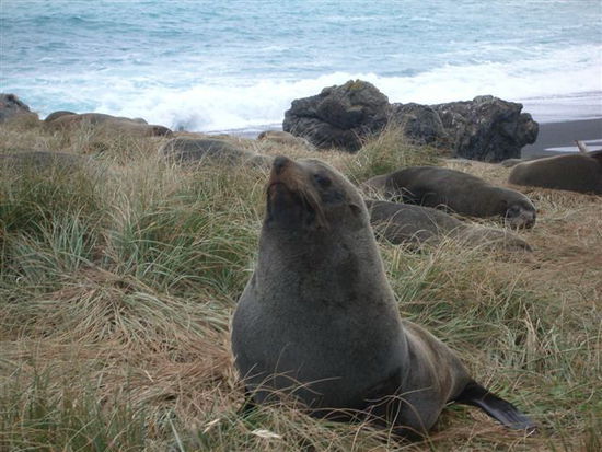 Cape Palliser