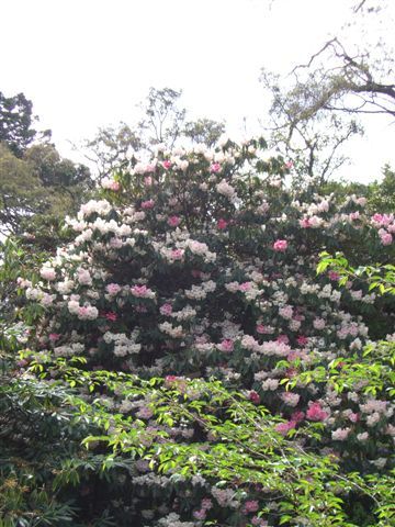 Im Botanischen Garten Dunedin