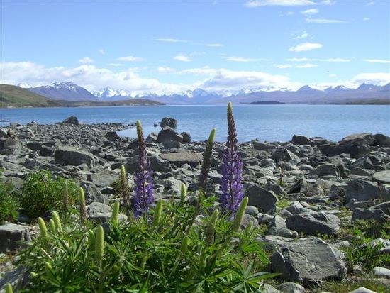 Der Lake Tekapo und die Lupinen.
