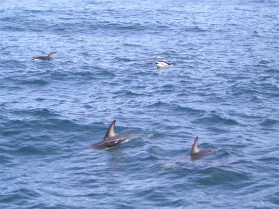 ...aber dieses Foto hat Florian beim Whale Watching geschossen und das gilt nun als Ersatz...