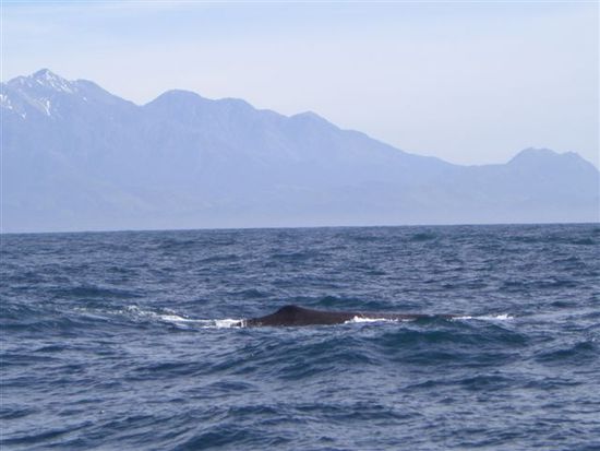 Whale Watching: Der erste (und einzige) Pottwal auf dieser Tour...kaum war er da..