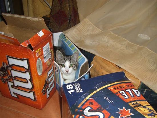 Ziggy, the naughty cat!