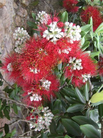 der Pohutukawa bluehte auf der Coromandel, echt traumhaft!