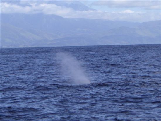 Der 1. Spermwale des Tages in Kaikoura