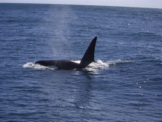 ORCA!!!