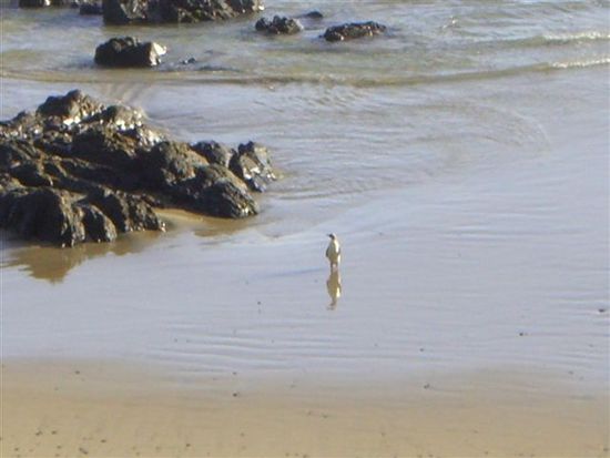 Nugget Point - Yellowed Eyed Penguin