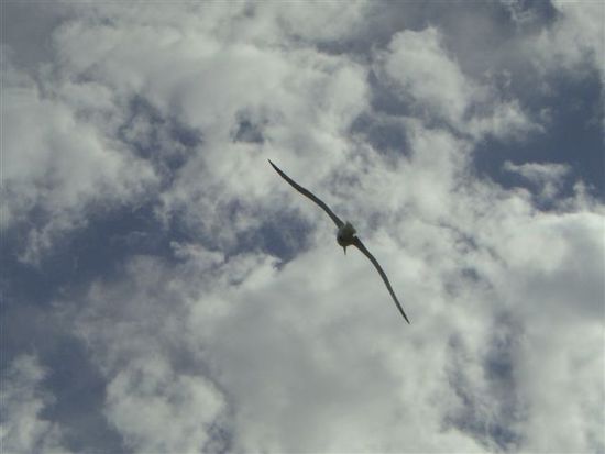ein Albatross