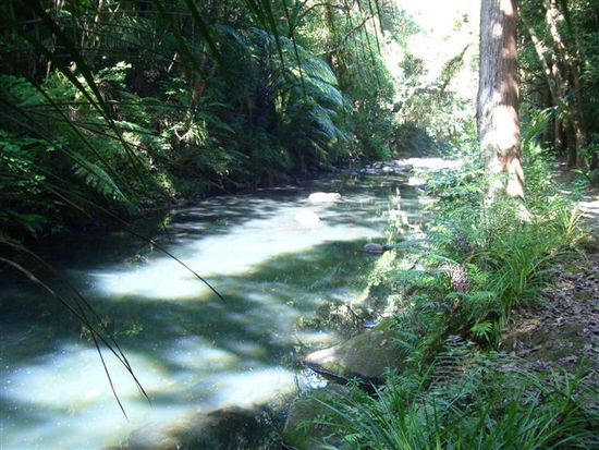Whangarei Falls Track