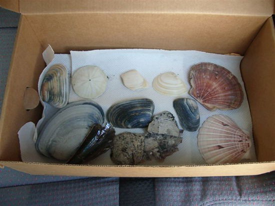 Muschelsammlung die 1.