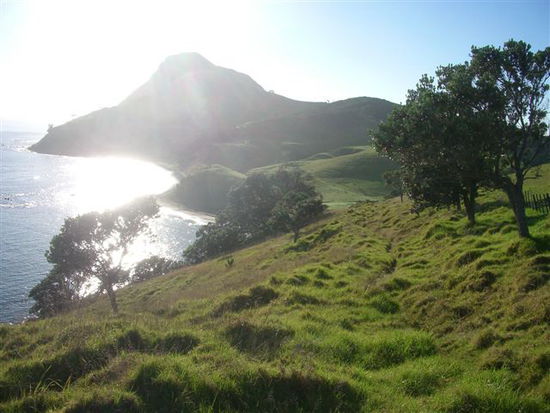 Coromandel Walkway