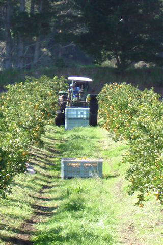 Pukenui mandarin picking - John our tractor driver